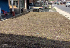 Harga Terus Naik, Petani Kopi Kepahiang Beli Motor dan Mobil