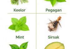 6 Daun Herbal Alami Bantu Atasi Badan Cepat Capek Meski Tidak Beraktivitas