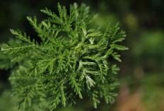 Mengenal Manfaat Mugwort: Bahan Skincare dan Masker Wajah