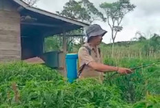  Segini Harga Cabai Kabawetan Kepahiang Usai lebaran 
