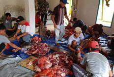 Masjid Al-Falah Dusun Kepahiang Kurban 4 Sapi dan 3 Kambing