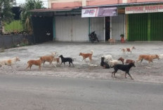 Rejang Lebong Batalkan Rencana Eliminasi Anjing Liar, Fokus Vaksinasi