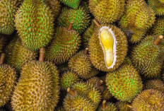  Setelah Makan Durian Sebaiknya Konsumsi Apa? Ini Obat Mabuk Durian