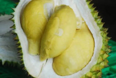 40 Durian Lokal Adu Kualitas di Festival Durian Rejang Lebong