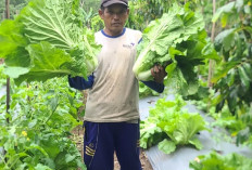 Petani Mengeluh, Harga Sayuran Sawi di Kepahiang Bengkulu Anjlok  