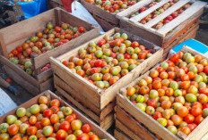 Sempat Anjlok, Harga Sayuran di Kepahiang Saat Ini Naik Lagi, Segini Harganya!