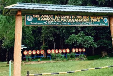 Hutan Madapi Rejang Lebong Siap Jadi Destinasi Wisata Unggulan