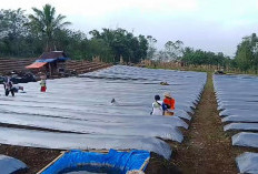 Petani Tangsi Duren Siapkan Bibit, Mulai Olah Tanah Menanam Cabai dan Tomat