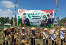 Pemkab Rejang Lebong Gelar Panen Jagung Serentak Bersama Presiden Prabowo