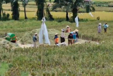 Puluhan Hektar Sawah Blumai II Mulai Panen