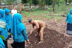 HKG PKK ke-52, Kecamatan Kepahiang Ikut Kegiatan Tanam Cabai Serentak