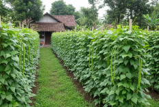 8 Ide Kebun Koro Pedang Pada Lahan Menganggur: Solusi Hemat Ruang dan Panen Maksimal