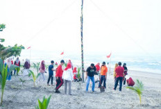 Pecahkan Rekor MURI, 10.000 Pohon Kelapa Ditanam di Kawasan Pantai Panjang Bengkulu