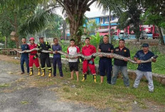 Damkar Kota Bengkulu Evakuasi Ular Piton 9 Meter