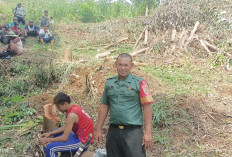 Di Kepahiang Babinsa Turun Lapangan, Bantu Desa Buka Lahan Jagung