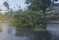 Waspada! Pohon Roboh ke Jalan di Pasar Ujung Kepahiang 