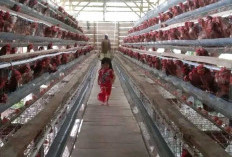 Sekdes Permu Rintis Usaha Ayam Petelur