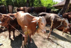 Stok Hewan Ternak Aman, Bengkulu Siap Hadapi Idulfitri 