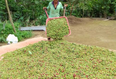 Yuk Mengenal Pupuk Kopi Agar Hasilkan Buah Lebat