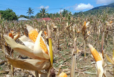 Bulog Rejang Lebong Siap Serap Jagung Petani, Ini Syaratnya?