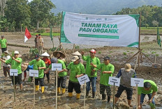 MPM Lebong Tanam Raya Padi Organik di Desa Talang Leak 1