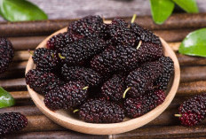 3 Manfaat Buah Murbei Bagi Kesehatan 