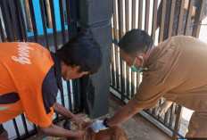 Cegah Penyebaran Rabies, 100 Dosis Vaksin Disuntikkan