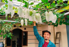 Warga Dusun Kepahiang Sukses Berbudidaya Anggur di Teras Rumah