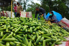 Hasil Produksi Timun Melimpah, Tapi Harganya Murah Rp 1.500 Per Kilogram