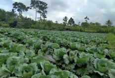 Petani Sayur di Ujan Mas Kepahiang Menikmati Kenaikan Harga