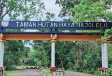 Soal Pengelolaan Tahura Rajo Lelo, DLH Bengkulu Tengah Datangi Kementerian LHK