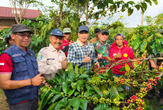 Penilaian Menuju 10 Kebun Kopi Robusta Terbaik di Kepahiang: 25 Poktan Berkompetisi 