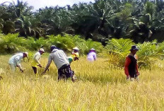 Harga Gabah Naik, Kesejahteraan Petani Dipertanyakan