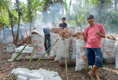 Desa Kembang Seri Siap jadi Sentra Jahe di Kepahiang