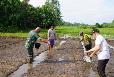 Banyak Lahan Tidur di Enggano, Pemprov Dorong Tanam Padi Gogo