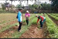 Jelang Tanam Padi: Warga Permu Bawah Tanam Kangkung