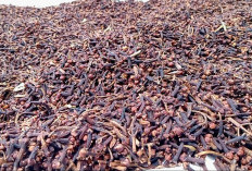 Turun Hingga Rp 5 Ribu: Segini Harga Cengkeh di Kabupaten Kepahiang