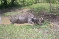 Sudah Puluhan Kerbau Mati di Bengkulu Tengah, Serangan Wabah Ngorok 