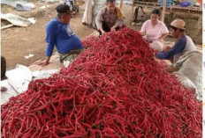  Wujudkan Desa Mandiri Pangan: Bhabinkamtibmas Polres Kepahiang Berikan Edukasi ke Warga