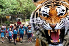 Harimau Mengancam, 3 Sekolah di Kabupaten Mukomuko Bengkulu Berlakukan Sekolah Daring