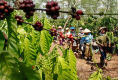 Jelang Masa Panen: Petani Harapkan Harga Kopi di Kepahiang 'Bersahabat'