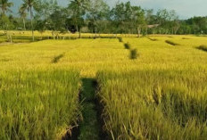 Dukung Ketahanan Pangan, Pemkab Rejang Lebong Gandeng 5 Penangkar Benih Padi