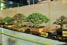 PPBI dan RB Gelar Pameran hingga Kontes Bonsai, Yuk Daftar