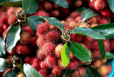 Hati-hati! Kelompok Ini Jangan Makan Rambutan