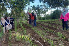  Kelompok Wanita Tani Putri Land Bouw Garap Ketahanan Pangan Desa Air Sempiang 