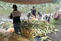 Berkah Tahun Baru 2024, Petani Jagung Manis Raup Keuntungan