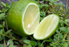 10 Manfaat Minum Air Jeruk Nipis Secara Rutin