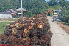 Pabrik Sawit Tutup Selama Libur Lebaran, Antrean Truk TBS Menumpuk 
