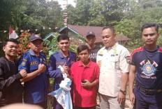 Heboh, Ular Pyton Masuk Rumah Warga di Kampung Pensiunan Kepahiang