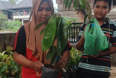 Bagikan Bibit Durian, Program Ketahanan Pangan Desa Batu Kalung